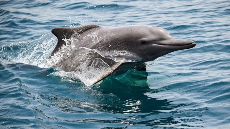 Dolphin Reef